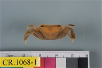 藏品(秀麗長方蟹)的圖片